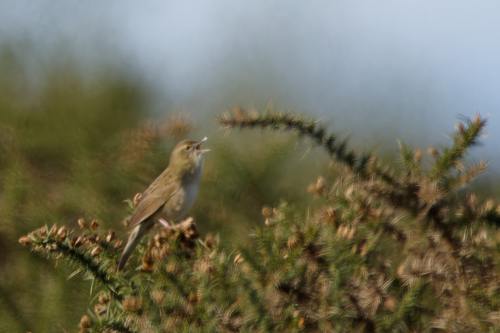 Photo of Grasshopper Warbler